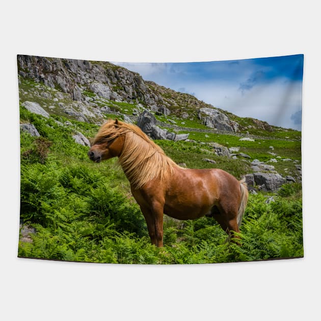 Welsh Mountain Pony Tapestry by Adrian Evans Photography