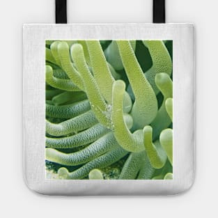 Shrimp on a Green Sea Anemone Tote