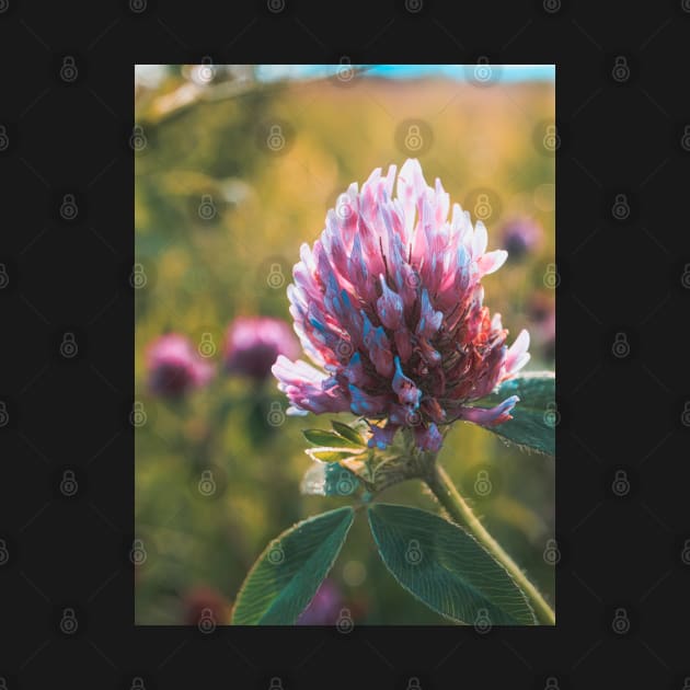 Petals in Sunlight Capture Red Clover's Elegance V2 by Family journey with God