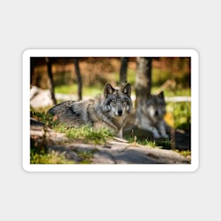 Grey Wolf Magnet