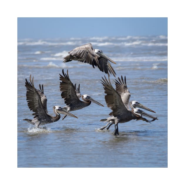 Brown Pelicans Take Flight by Debra Martz