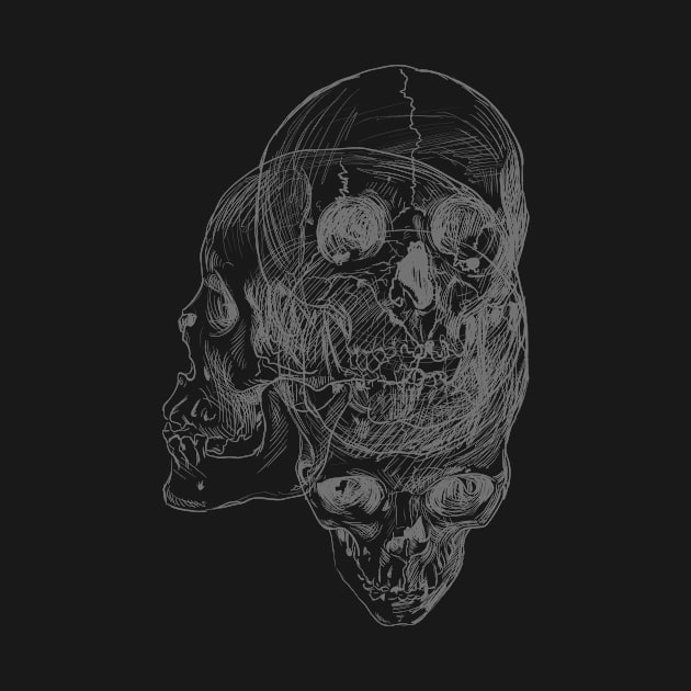 Anatomy Skulls by viSionDesign