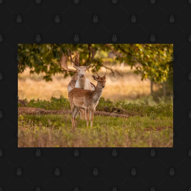 Fallow deer in autumn by AYatesPhoto