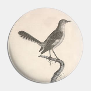 The Mockingbird Natural history of vintage birds of North America Pin