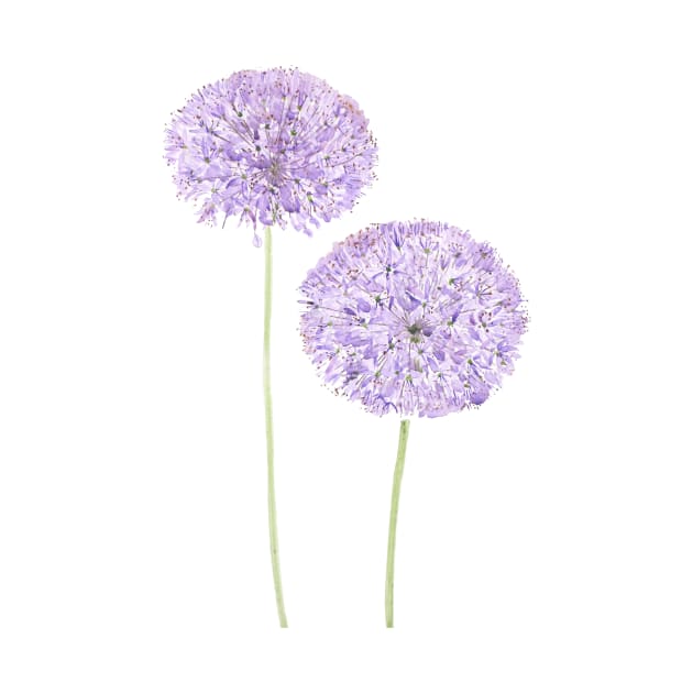 2 purple Allium watercolor by colorandcolor