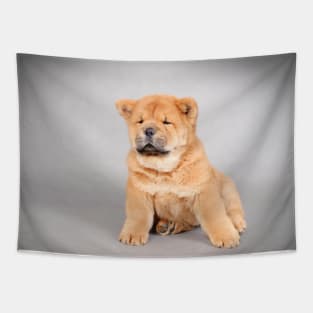 Chow chow  puppy Tapestry