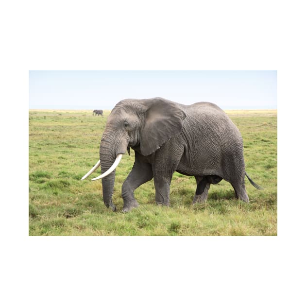 Bull Elephant Following the Herd, Amboseli, Kenya by Carole-Anne