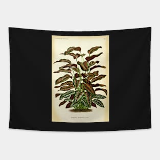 Copy of Calathea ornata - Botanical illustration Tapestry