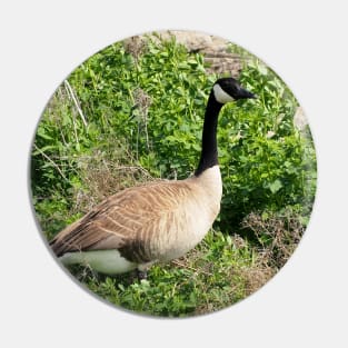 Canada Goose Resting In a Bush Pin