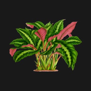 Calathea Warscewiczii botanical illustration T-Shirt