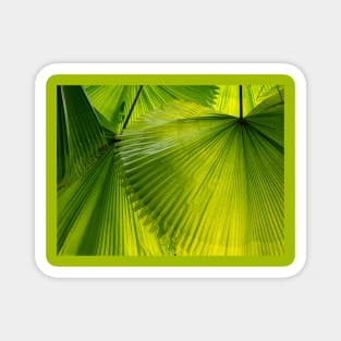 Green palm leaves Magnet