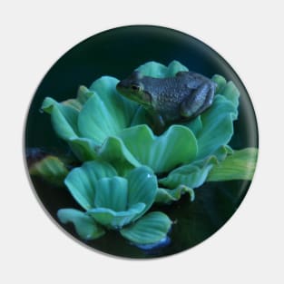 Frog on Water Lilly Pin