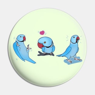 Three Blue indian ringneck doodles Pin