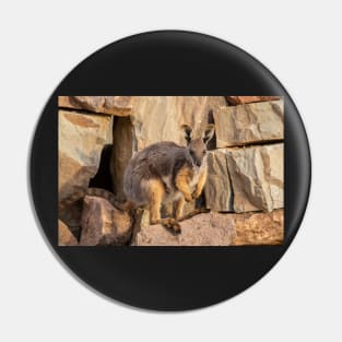 Yellow Footed Rock Wallaby, Arkaroola, South Australia. Endangered Pin