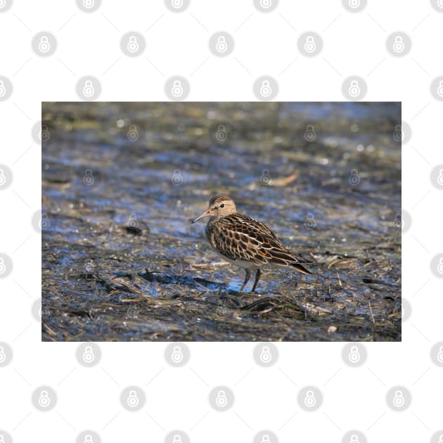 Party with Pectoral Sandpipers by walkswithnature