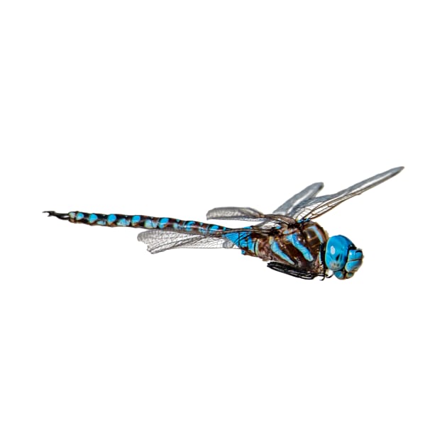 Dragon Fly by gdb2