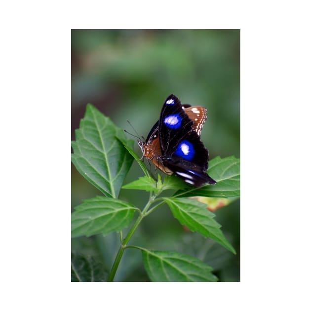 Common Eggfly and Friend by GP1746