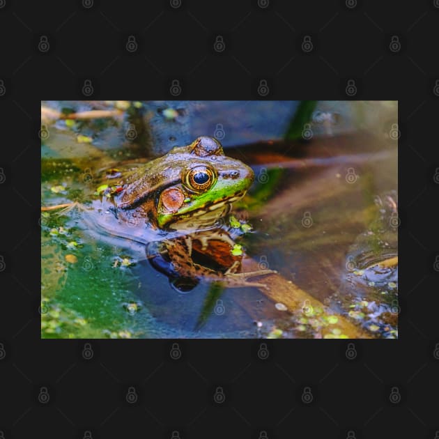 Green Frog Sunbathing in a Pond by love-fi