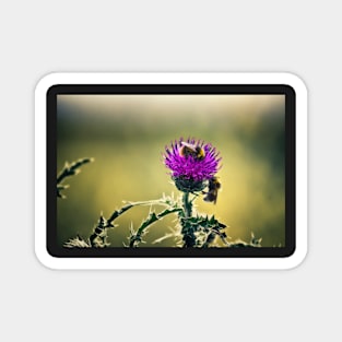 Bees on a Thistle Magnet