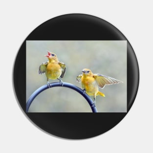 Oriole Fledglings Pin