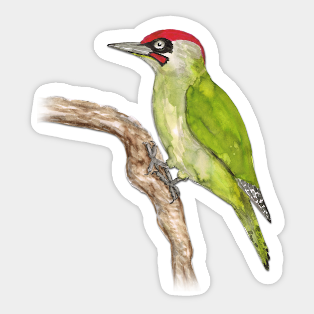 European Green Woodpecker Green Woodpecker Sticker Teepublic