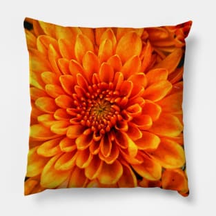 Gerbera daisy Pillow