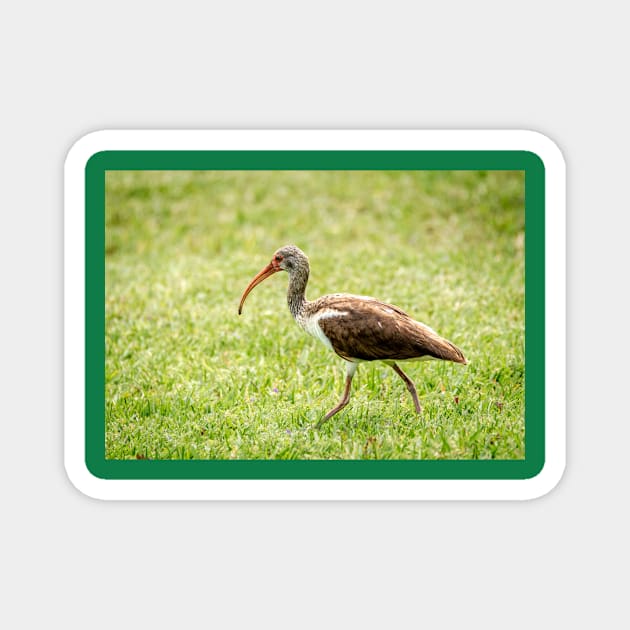 Young White Ibis Feeding in the Grass Magnet by Debra Martz