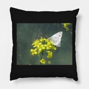 Cabbage White Butterfly on Brassica Flower Pillow