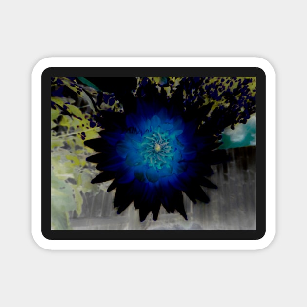 The Black and Blue Dahlia Magnet by PictureNZ