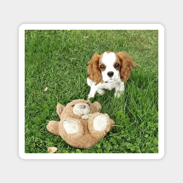 cavalier king charles spaniel blenheim puppy with toy Magnet by Wanderingangel