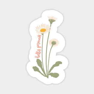 Daisy Flower Illustration With Latin Name Bellis Perennis Magnet