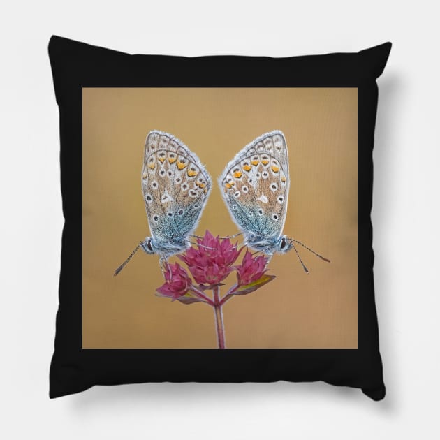 Two Common Blue Butterflies on a Wild Marjoram Flower Pillow by TonyNorth