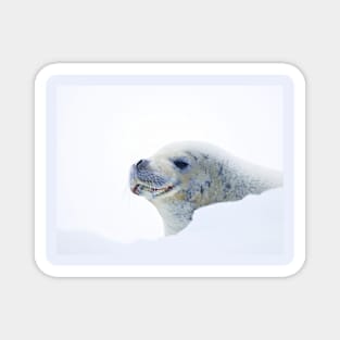 SEAL LOST IN THOUGHT Magnet