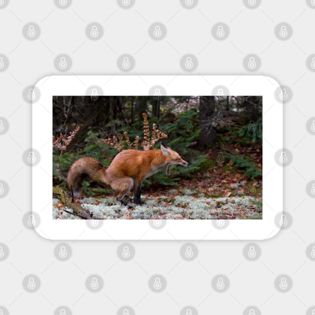 "Damn pine cones!" - Red Fox Magnet by Jim Cumming