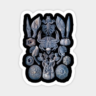 Ernst Haeckel Cirripedia Crab Blue Sky Magnet