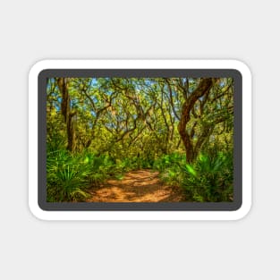 Cumberland Island National Seashore Magnet