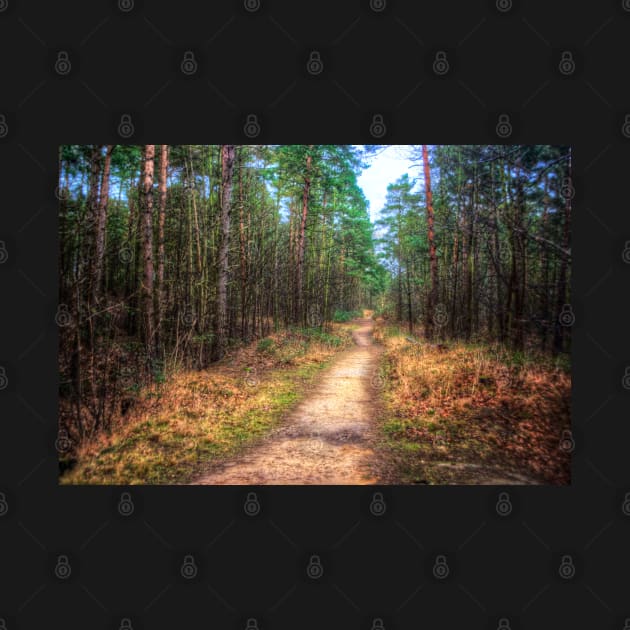 Forest Path Through the Trees by InspiraImage