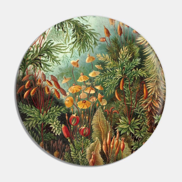 Tropical Moss Muscinae by Ernst Haeckel Pin by MasterpieceCafe