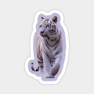 Beautiful White Stripe Gold Tiger Magnet