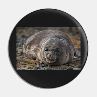 Young Elephant Seal Pin