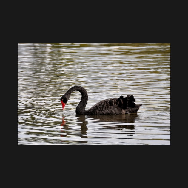 Nouvelle Zélande - Rotorua, cygnes noirs by franck380