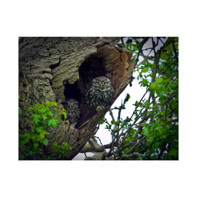 Little Owls on the nest by GrahamCSmith