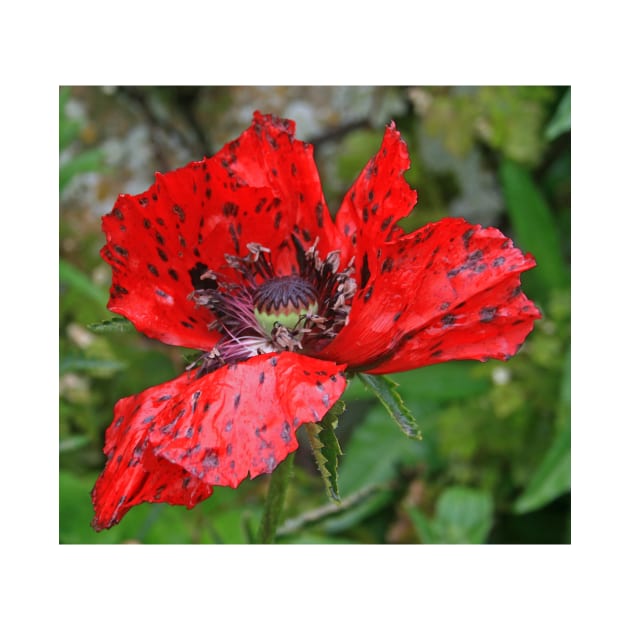 Speckled Poppy by RedHillDigital