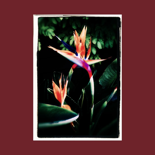 Bird of Paradise by csturman