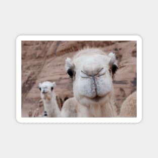 Two funny camels Magnet