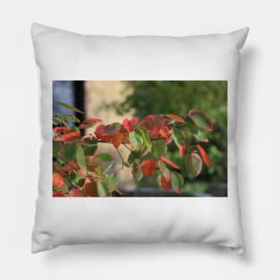 Colorful Fall Kansas Leave's Closeup Pillow