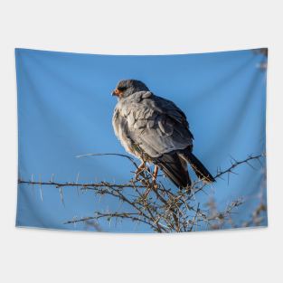 Namibia. Etosha National Park. Gabar Goshawk. Tapestry