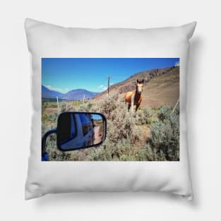 Road trip with farm animal and nature scenery in Okanagan valley, BC, Canada. Pillow