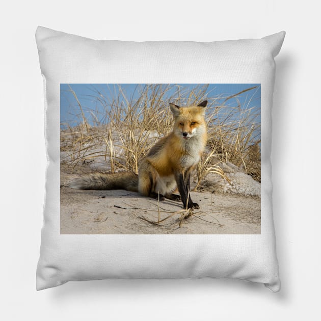 Red Fox 2 Pillow by jforno