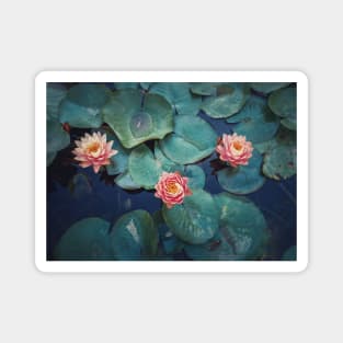 three waterlilies Magnet